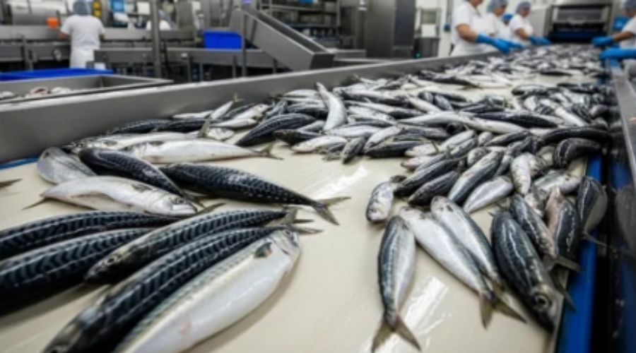 鱼类产品在X光检测生产线上逐条通过检测区域，自动化在线检测场景